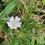 Monsonia angustifolia Квітка