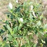 Cistus inflatus Fulla