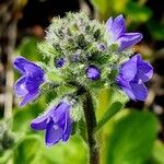 Veronica bellidioides Fula