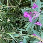 Epilobium latifolium Fleur