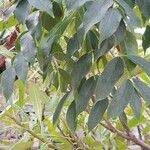 Ficus cordata Hoja