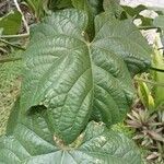 Clerodendrum paniculatum Hoja