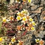 Saxifraga moschataCvet