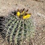 Ferocactus wislizeni Folha
