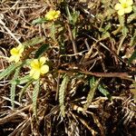 Corchorus trilocularis Vekstform