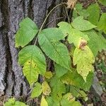 Toxicodendron radicans Ліст