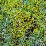 Selaginella helvetica Leaf