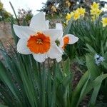 Narcissus × medioluteus Blomma