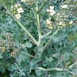 Crambe maritima Habitat