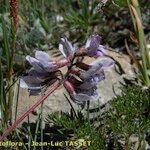Oxytropis helvetica Flower