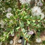 Melaleuca nesophila Leht