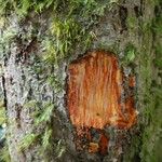 Hooglandia ignambiensis 樹皮