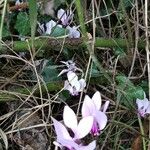 Cyclamen hederifolium 整株植物