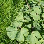 Aquilegia vulgaris Leaf