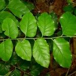 Micromelum minutum Leaf