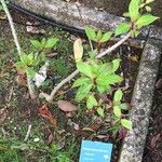 Fuchsia arborescens Lapas