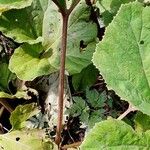 Petasites hybridus Leaf