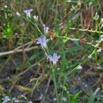 Limonium carolinianum 形態