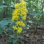 Solidago virgaureaFlower