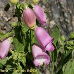 Digitalis thapsi 其他
