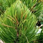 Pinus heldreichii Folha
