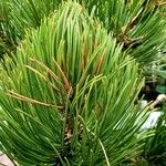 Pinus heldreichii Folio