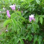 Cryptostegia grandiflora Frunză