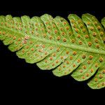 Thelypteris parasitica Leaf