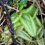 Pinguicula calyptrata Hoja