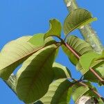 Pseudobombax ellipticum Leaf