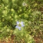 Nigella damascena 花