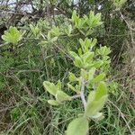 Sideroxylon lanuginosum Habit