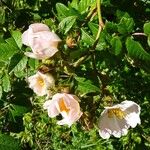 Rosa stylosa Flor