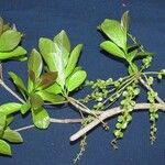 Terminalia amazonia その他の提案