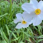 Narcissus poeticus Blomma