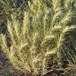 Artemisia filifolia Leaf