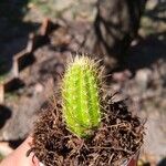 Echinocereus engelmannii Ліст