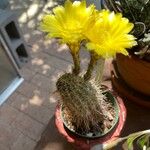 Echinopsis aureaBloem