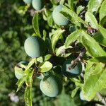 Rhamnus cathartica Frukto