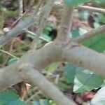 Cyrtomium macrophyllum Bark
