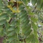Pterocarpus angolensis Folha
