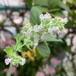 Nepeta catariaFlower