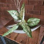 Aglaonema costatum Blatt