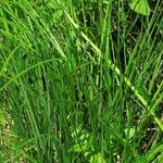 Carex buxbaumii Hábito