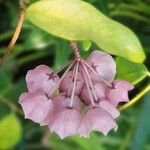 Hoya campanulata Flor