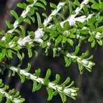 Ozothamnus leptophyllus Hoja