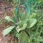 Verbascum phlomoides Hoja