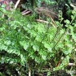 Hymenophyllum polyanthos Folla