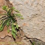 Asplenium seelosii Habitus