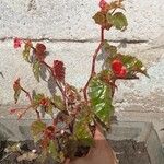 Begonia serratipetala Цвят